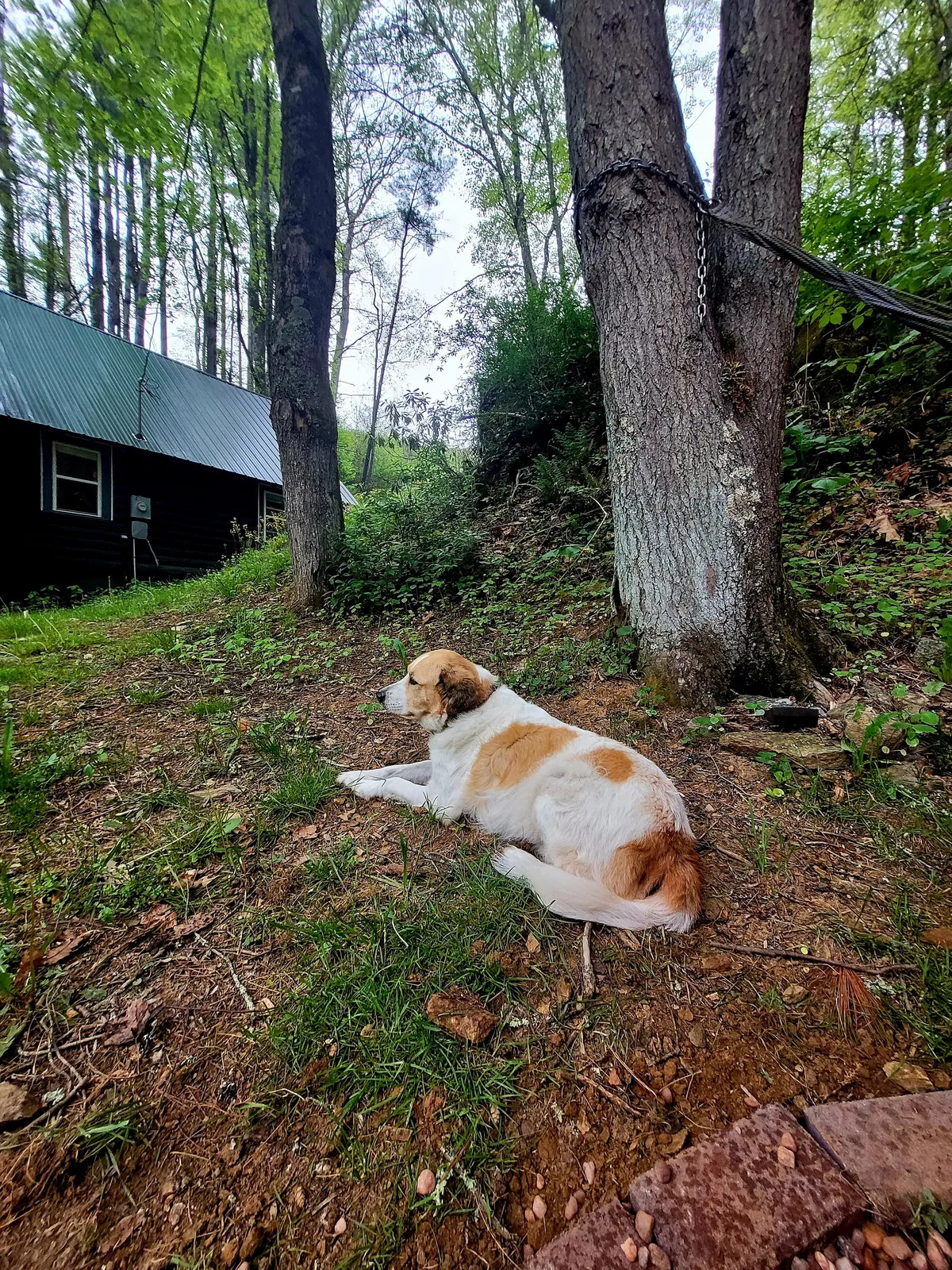 A peaceful yard scene featuring a dog lying comfortably on the grass, surrounded by tall trees and with a rustic cabin visible in the background. The environment feels quiet and welcoming, perfectly suited for pets and their owners to enjoy nature together.
